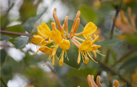 Lonicera henryi 'Copper Beauty'