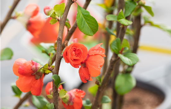 Chaenomeles spec. 'Orange Storm'