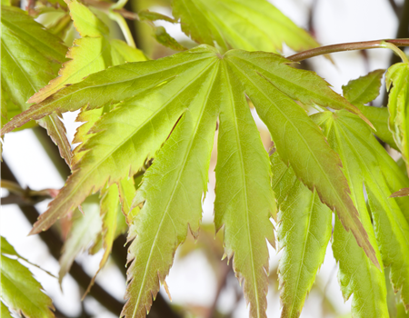 Acer palmatum 'Orange Dream'