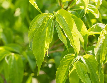 Heptacodium miconioides