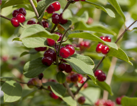 Lonicera xylosteum