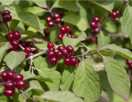 Lonicera xylosteoi.'Clavey's Dwarf' Lonicera xylosteoi.'Clavey's Dwarf'