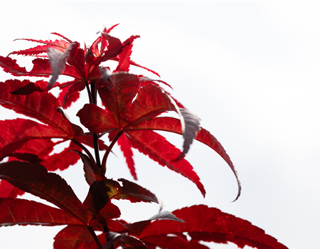 Acer palmatum 'Red Emperor'