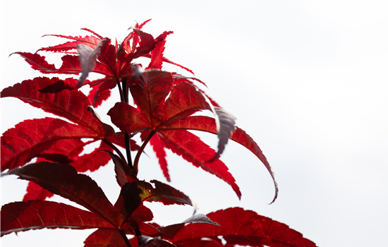 Acer palmatum 'Red Emperor'
