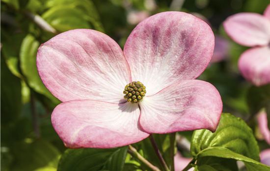 Cornus kousa 'Stellar Pink'