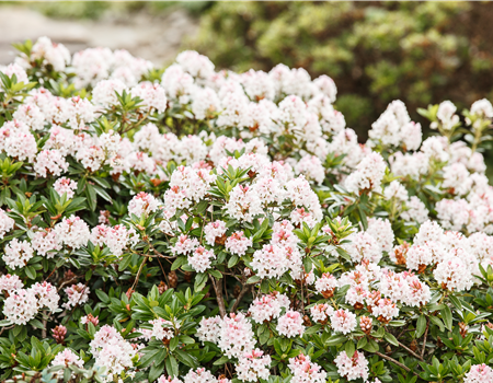 Rhododendron mic. 'Bloombux'