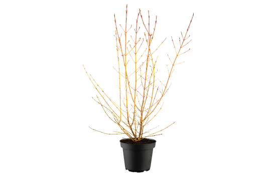 Cornus sanguinea 'Midwinter Fire'