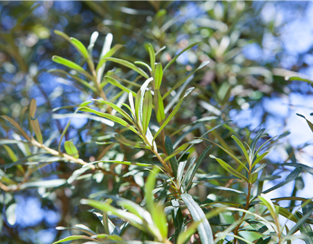 Hippophae rhamnoides 'Pollmix'