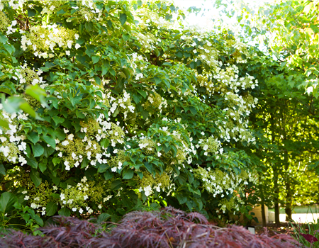 Hydrangea anomala petiolaris Hydrangea anomala petiolaris