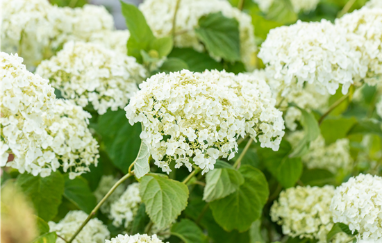 Hydrangea arb. 'Strong Annabelle' Hydrangea arb. 'Strong Annabelle'