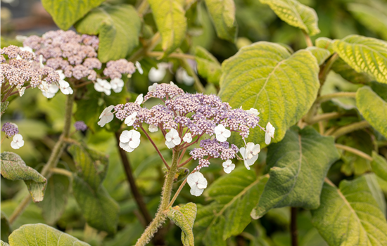 Hydrangea aspera sargentiana Hydrangea aspera sargentiana