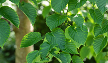 Taschentuchbaum