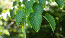 Taschentuchbaum