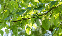 Taschentuchbaum
