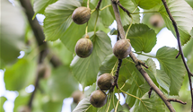 Taschentuchbaum