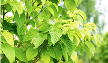 Taschentuchbaum