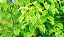 Taschentuchbaum