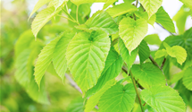 Taschentuchbaum