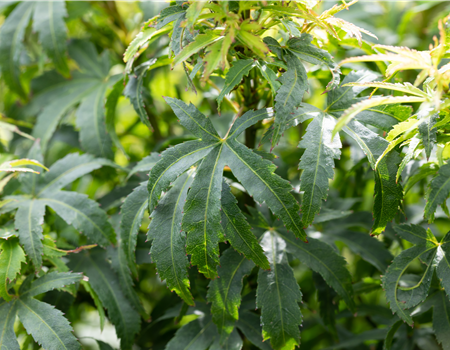 Acer palm. 'Sharp's Pygmy'