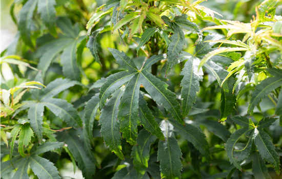 Acer palm. 'Sharp's Pygmy'