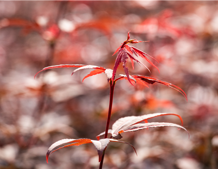 Acer palm. 'Skeeter's Broom'