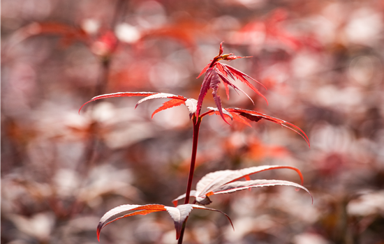 Acer palm. 'Skeeter's Broom' Acer palm. 'Skeeter's Broom'