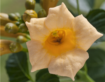 Campsis radicans 'Flava'