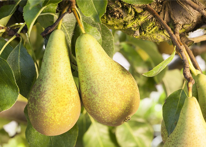 Birnengitterrost vorbeugen Birnengitterrost vorbeugen
