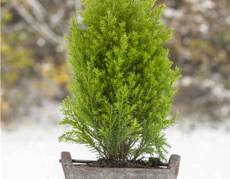 Chamaecyparis l. 'Ellwood's Gold' Chamaecyparis l. 'Ellwood's Gold'