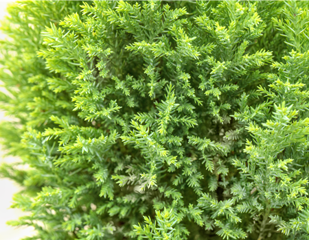 Chamaecyparis l. 'Ellwood's Gold'