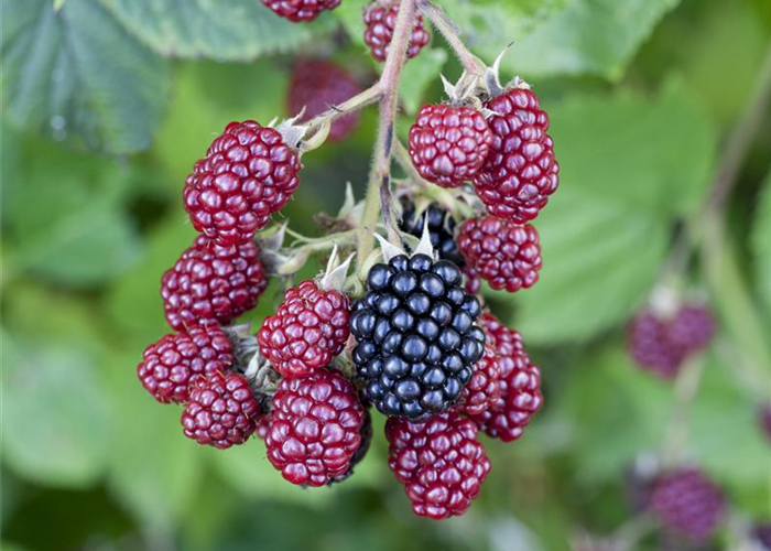 Brombeeren vor Frost schützen