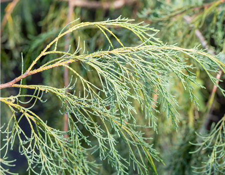 Chamaecyparis l.'Imbricata Waterfall'