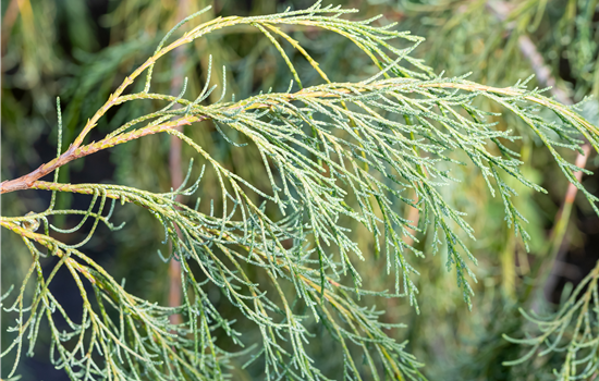 Chamaecyparis l.'Imbricata Waterfall'
