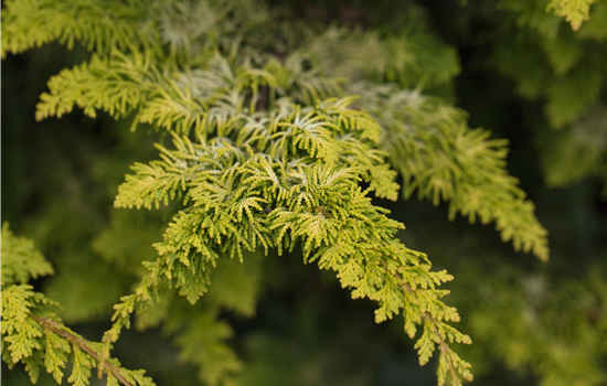 Chamaecyparis obt. 'Fernspray Gold'
