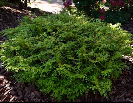 Chamaecyparis obt.'Mini Nova'