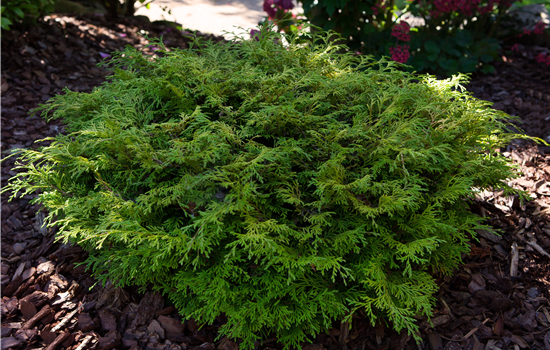 Chamaecyparis obt.'Mini Nova' Chamaecyparis obt.'Mini Nova'