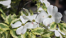 Amerikanischer Blumen-Hartriegel 'Daybreak'
