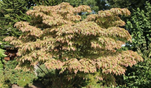 Amerikanischer Blumen-Hartriegel 'Daybreak'
