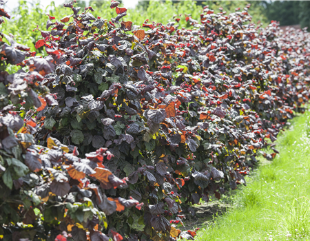 Corylus av. 'Rote Zellernuß'