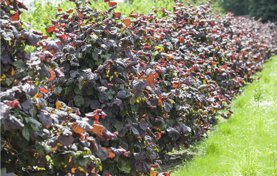 Corylus av. 'Rote Zellernuß'