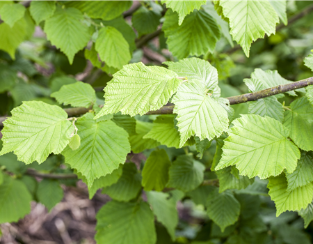 Corylus avellana 'Tonda Romana'