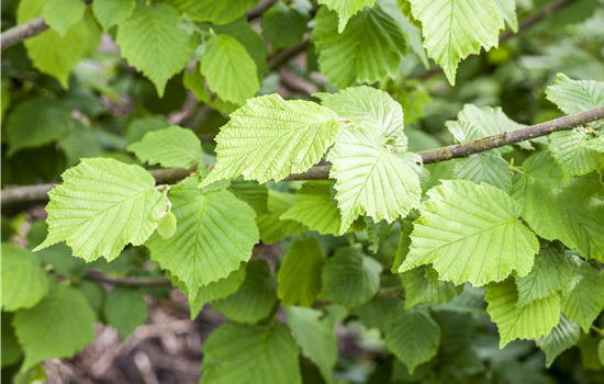Corylus avellana 'Tonda Romana'
