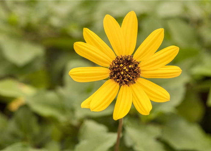 Mit einjährigen Pflanzen den Garten bunter machen Mit einjährigen Pflanzen den Garten bunter machen