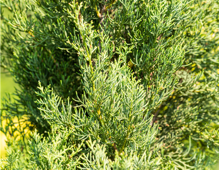 Cupressus semp.'Pyramidalis'