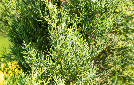 Cupressus semp.'Pyramidalis'