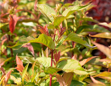 Diervilla splendens 'Kodiak Orange' Diervilla splendens 'Kodiak Orange'