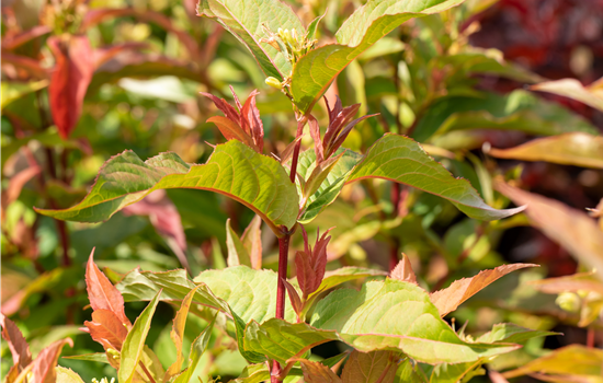 Diervilla splendens 'Kodiak Orange' Diervilla splendens 'Kodiak Orange'