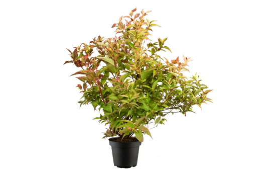 Diervilla splendens 'Kodiak Orange'