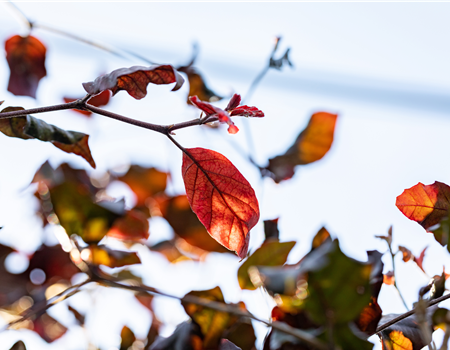 Fagus sylvatica 'Atropunicea' (Säm)