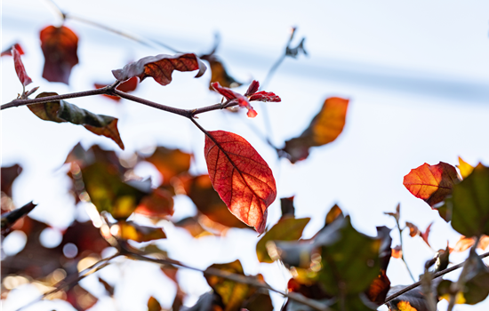 Fagus sylvatica 'Atropunicea' (Säm) Fagus sylvatica 'Atropunicea' (Säm)